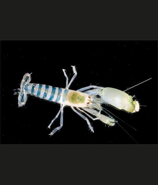 Un animal qui en pince