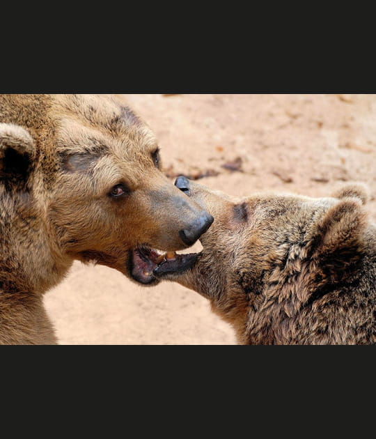 Bisous N'ours