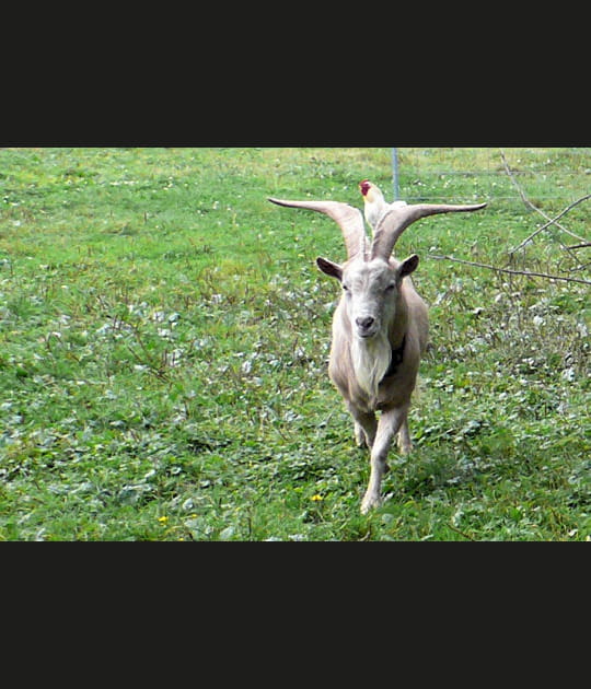 Coiff&eacute;e d'une poule