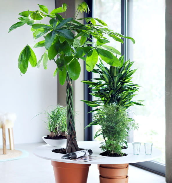 Une table basse v&eacute;g&eacute;tale