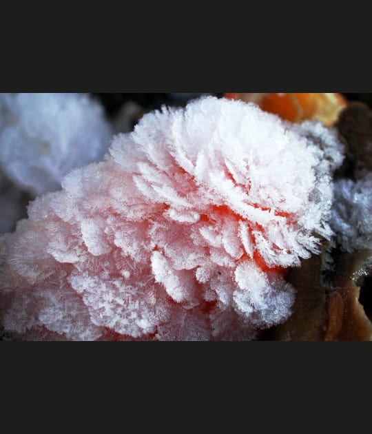 Fleur de givre