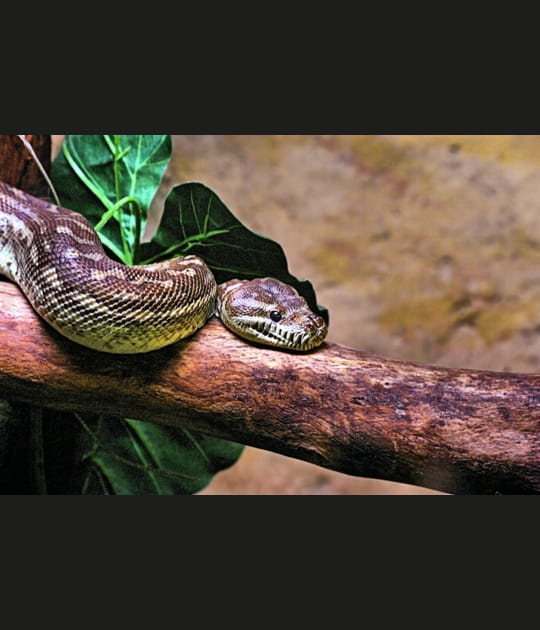 Boa