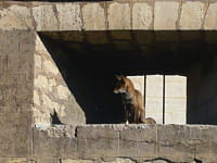 renard vicennes gaã«lle kerjean