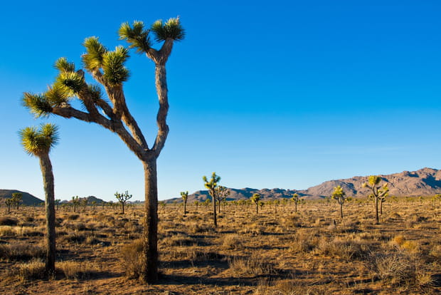 Joshua Tree en Californie