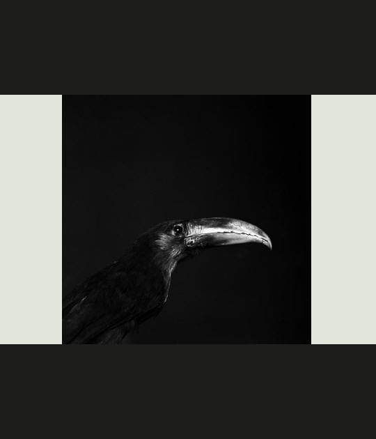 Toucan ara&ccedil;ari