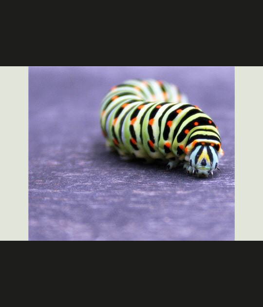 Chenille du Machaon