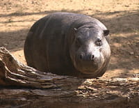 Une saison au zoo
