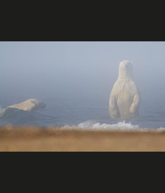 Le fant&ocirc;me de l'ours blanc