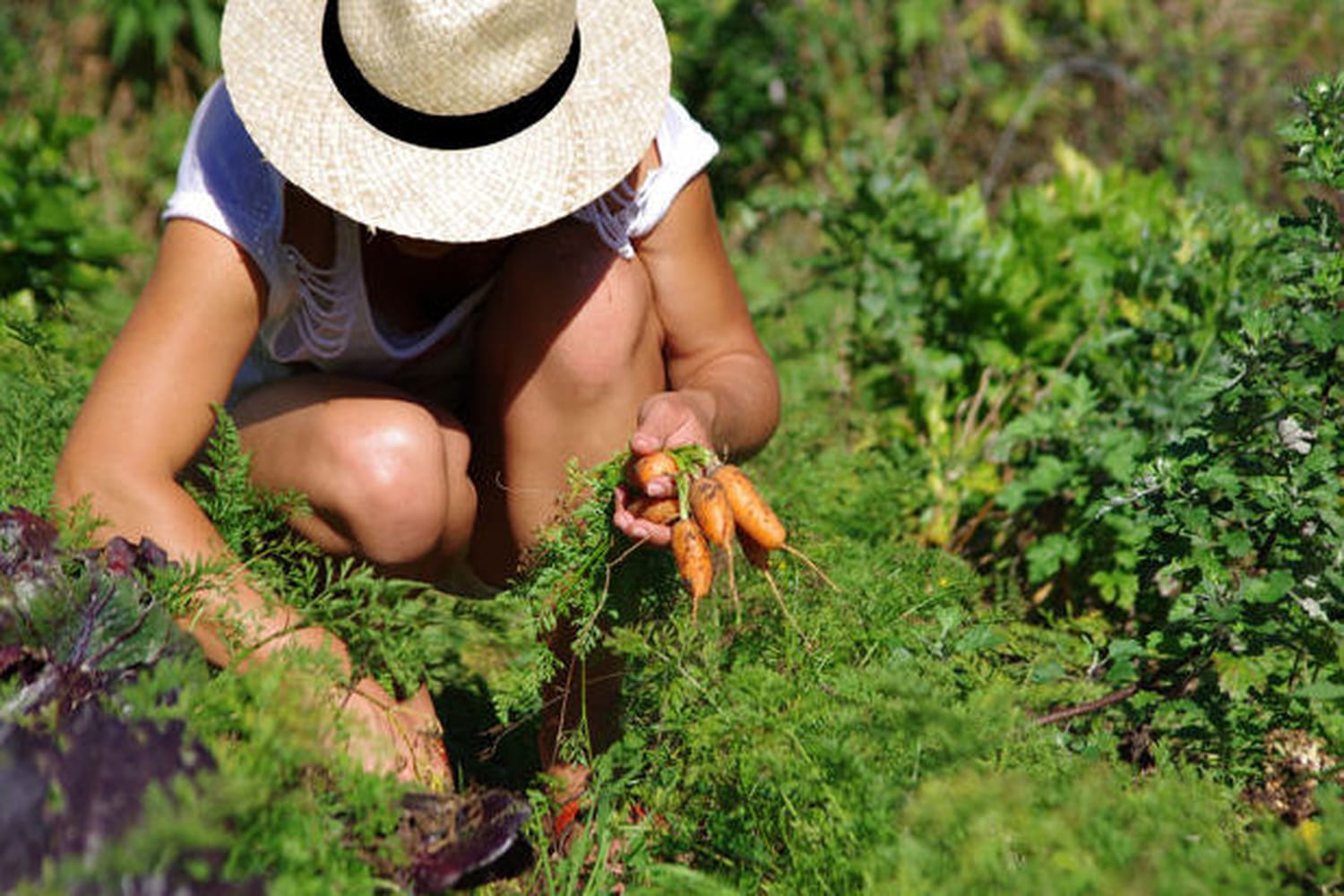 Saints de glace : cette année, pas de gelées, pas d'inquiétude