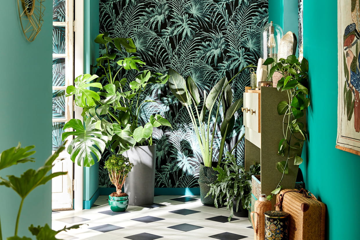 Plantes d'intérieur, une décoration vivante chez soi