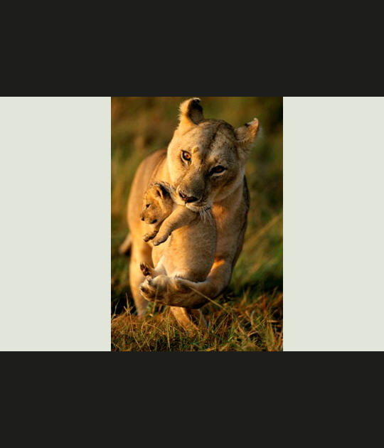 La tendresse de la lionne