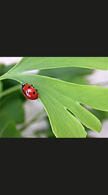 Le retour des coccinelles