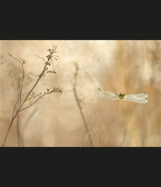 Un orth&eacute;trum de face