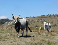 Les animaux de la 8 : Escapade animalière autour de Lyon