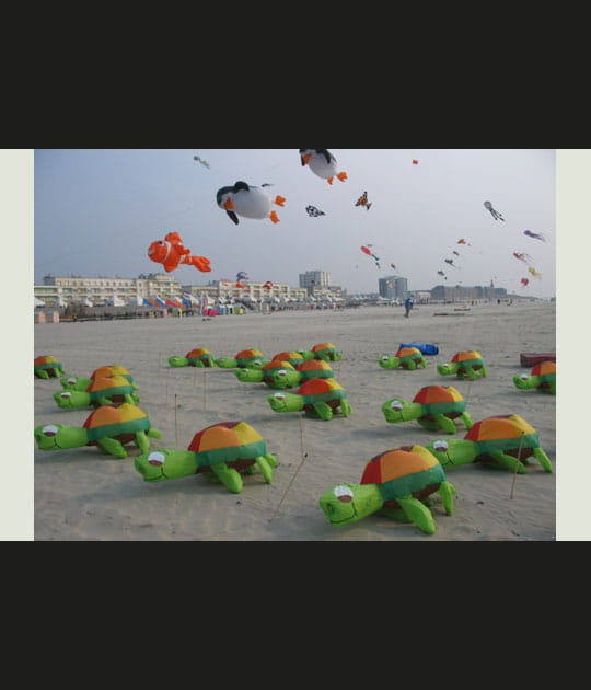 Tortues