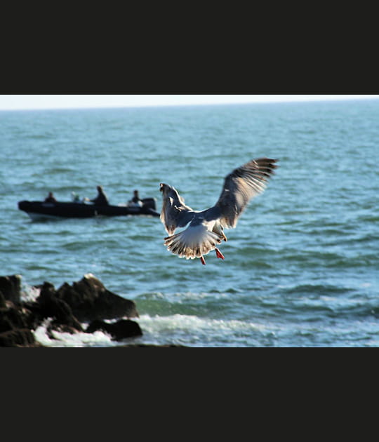 Un go&eacute;land argent&eacute;