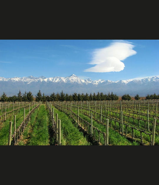 A travers les vignes