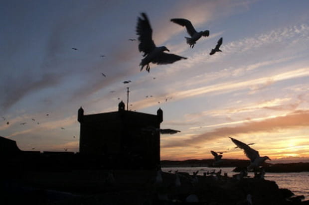 Envol au dessus du port d' Essaouira