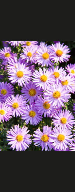L'aster des Pyr&eacute;n&eacute;es