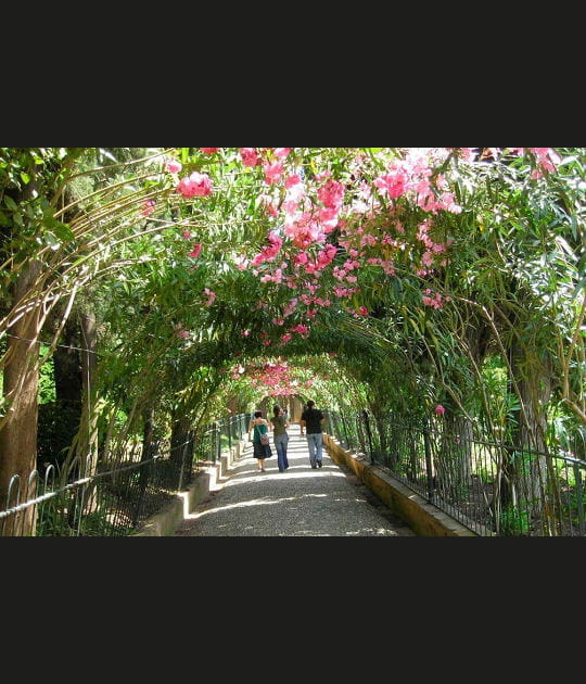 Tunnel de fleurs