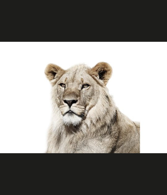 Majestueux portrait de lion