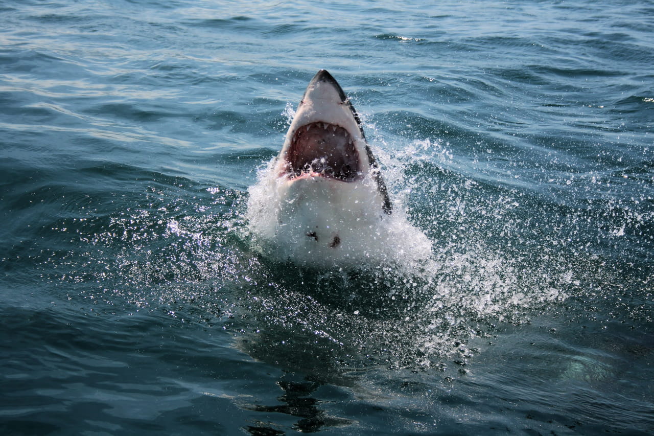Voici ce que font les experts pour éviter une attaque de requins, beaucoup de baigneurs l'ignorent