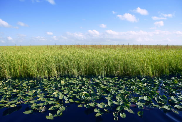 Les Everglades en Floride