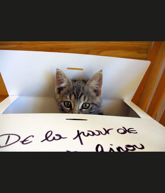 Chat surprise