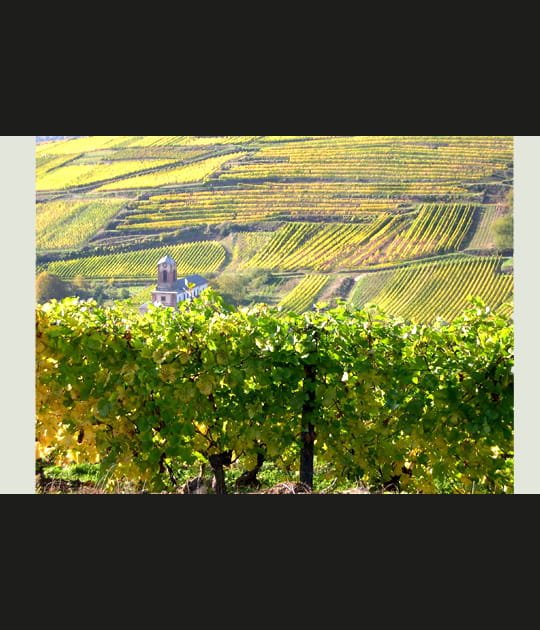 Vignes