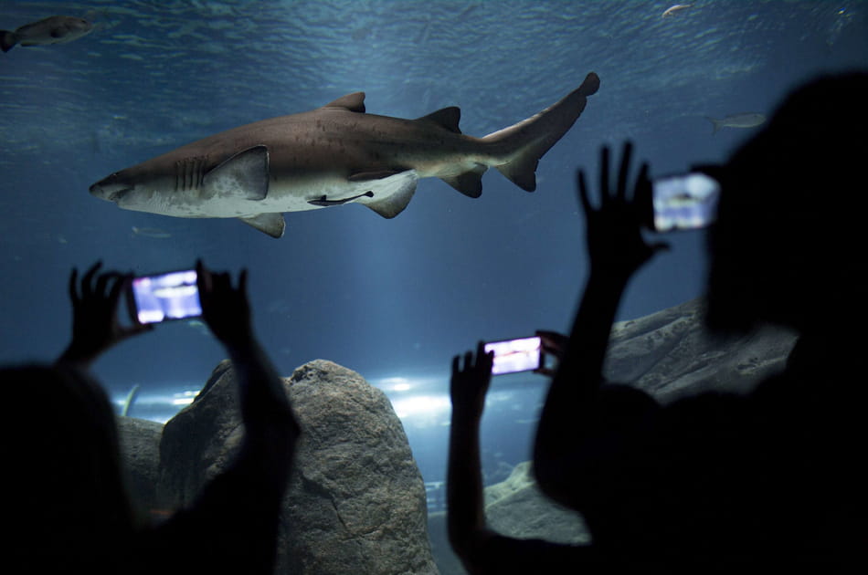 Et &agrave; part les aquariums&nbsp;?