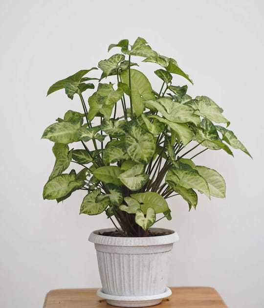 Le syngonium, une plante ornementale pour les jardiniers d&eacute;butants