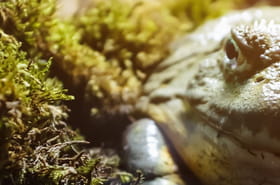 Ces esp&egrave;ces de crapauds donnent naissance &agrave; de nouvelles cr&eacute;atures bien diff&eacute;rentes des autres amphibiens