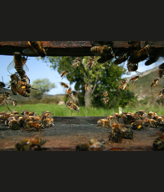 &quot;Le peuple des abeilles&quot;