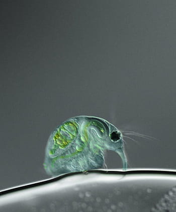 Les photos microscopiques du Nikon Small World