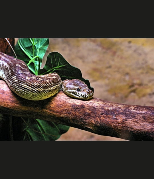 Boa