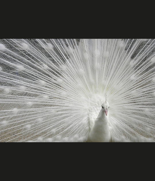 Noce blanche