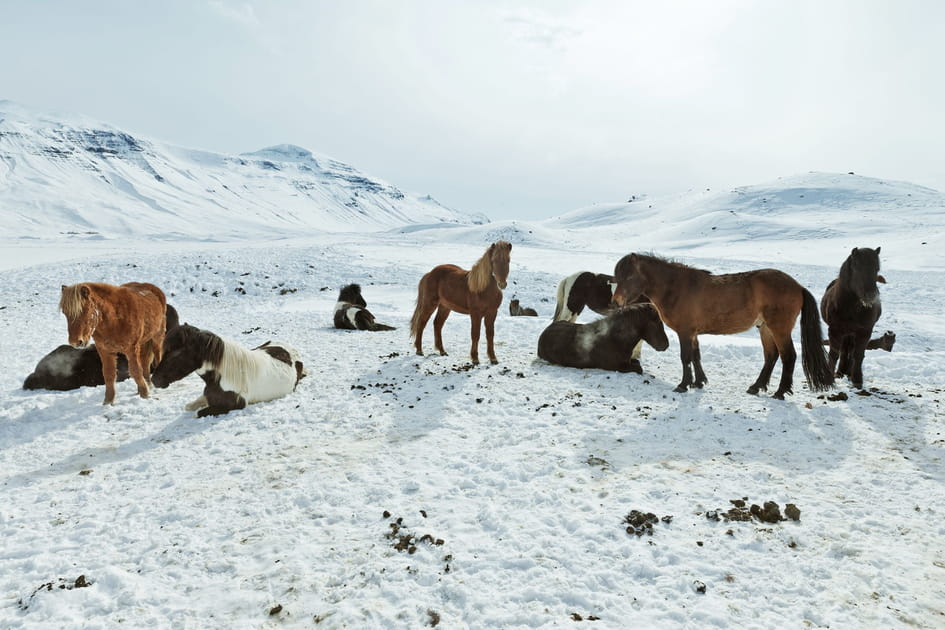 Arpenter les plaines &agrave; cheval