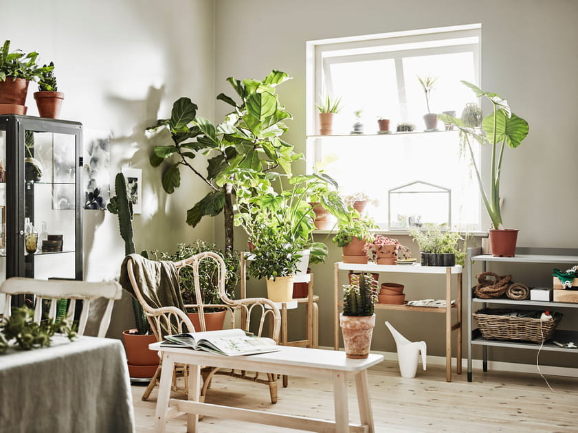 Accumulation de plantes le long d'un mur