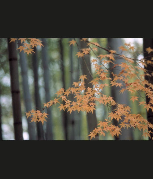 Bambous en automne