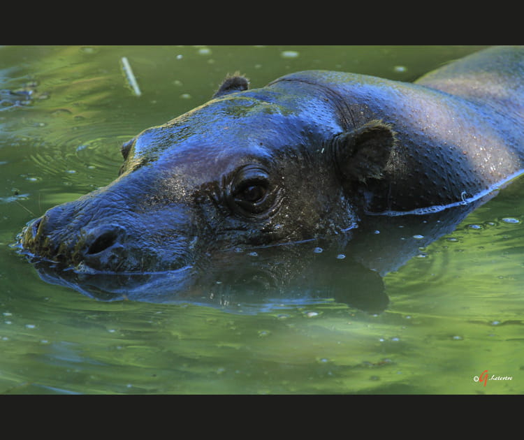 Le parc zoologique de Branf&eacute;r&eacute;