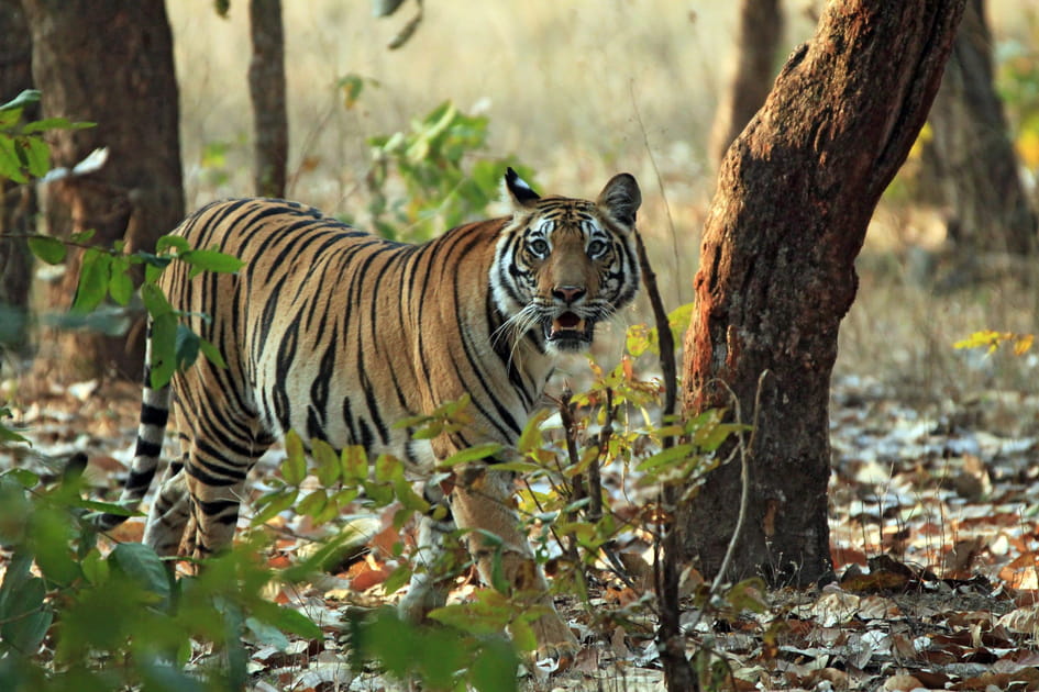 Le parc national de Bandhavgarh, en Inde