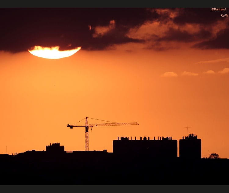 Grue cendr&eacute;e du soir