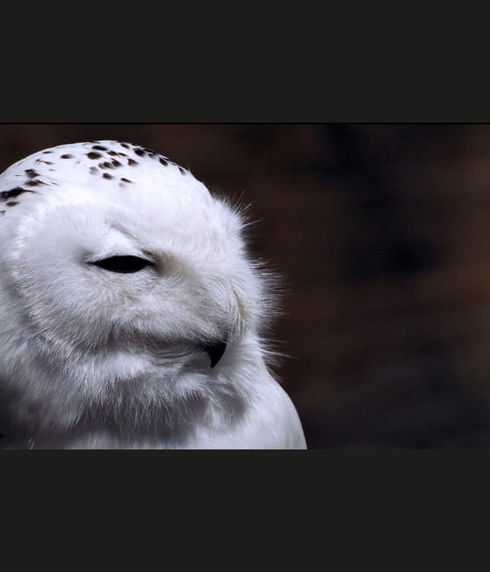 Harfang des neiges