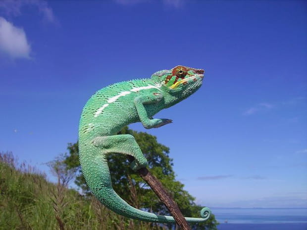 Les couleurs du caméléon