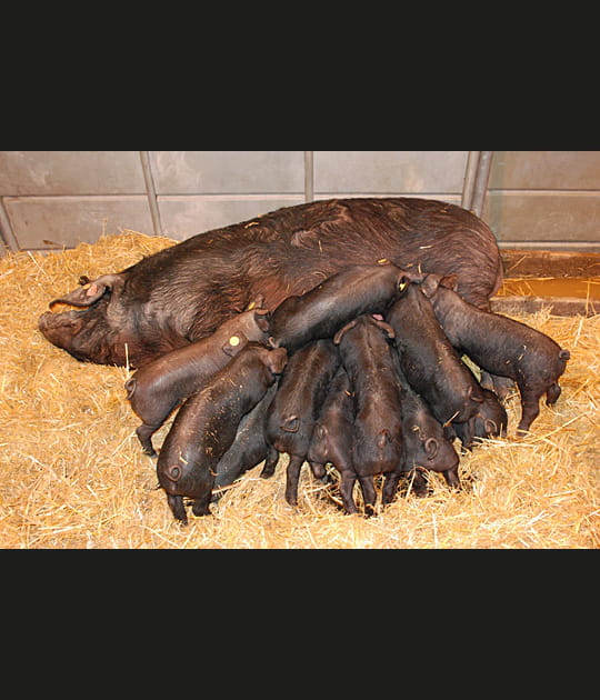 La t&eacute;t&eacute;e des cochons
