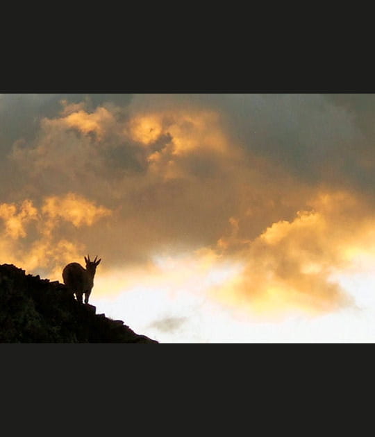 Le cr&eacute;puscule du chamois