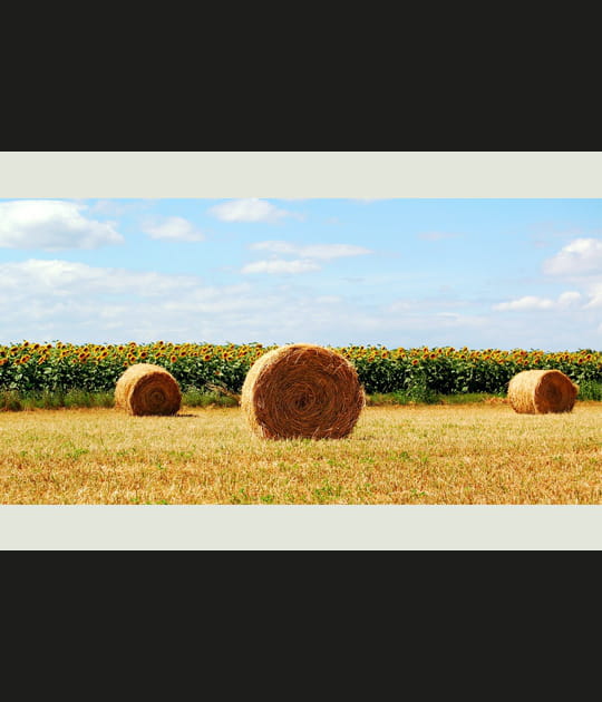 Moisson d'or