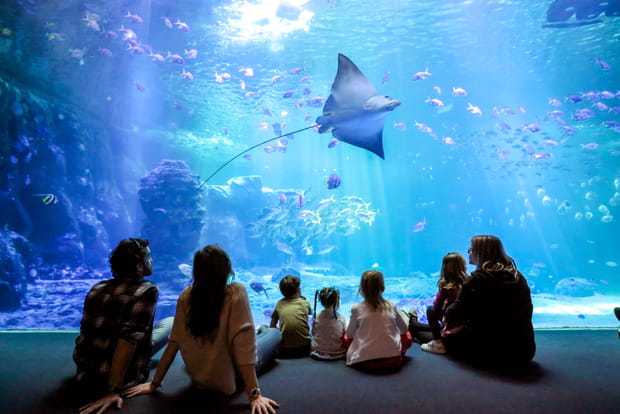 Plongez dans le grand bleu à Nausicaà, le plus grand aquarium d'Europe