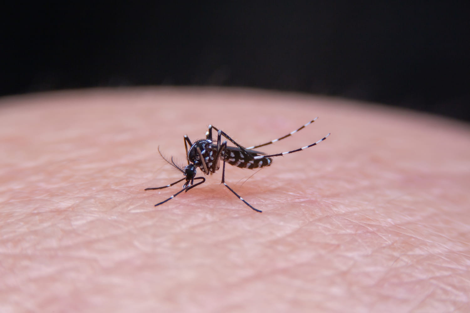 Chikungunya : l'épidémie continue de ralentir, elle est presque terminée