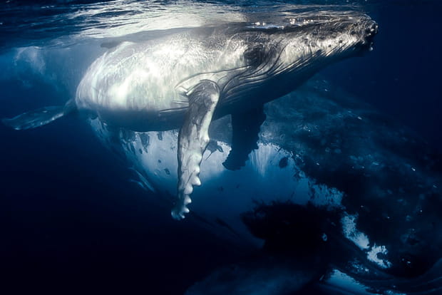 Les Tonga, plus à l'est